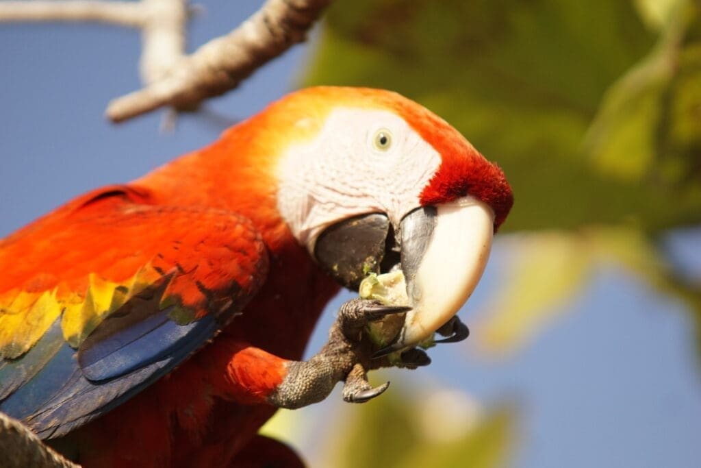 csarlet macaw osa peninsula costa rica