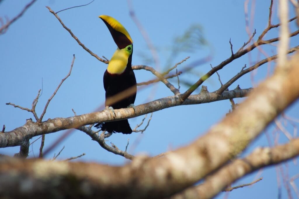 Toucan  Osa Peninsula