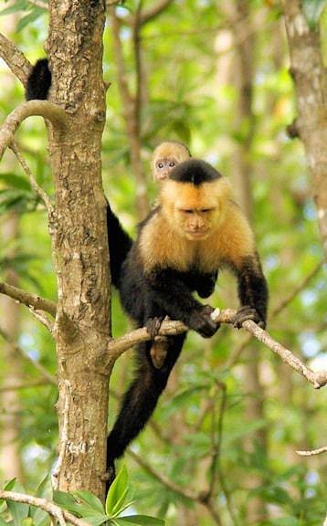 "White-faced Capuchin monkey with baby in Corcovado National Park"