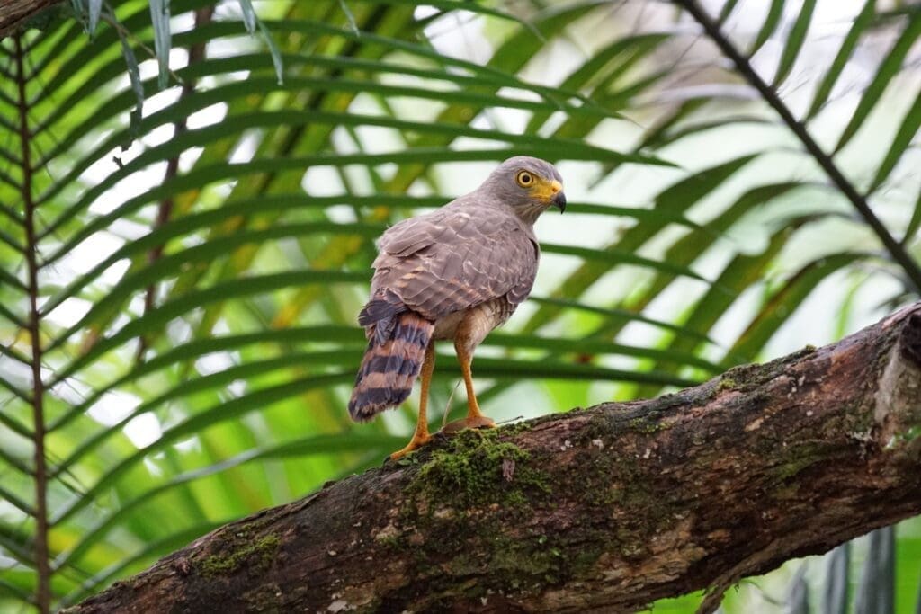 Hawk Osa Peninsula