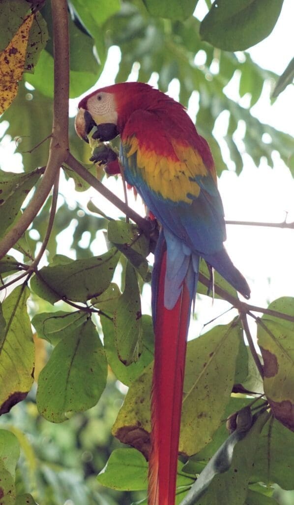 Scarlett macaw  osa peninsula