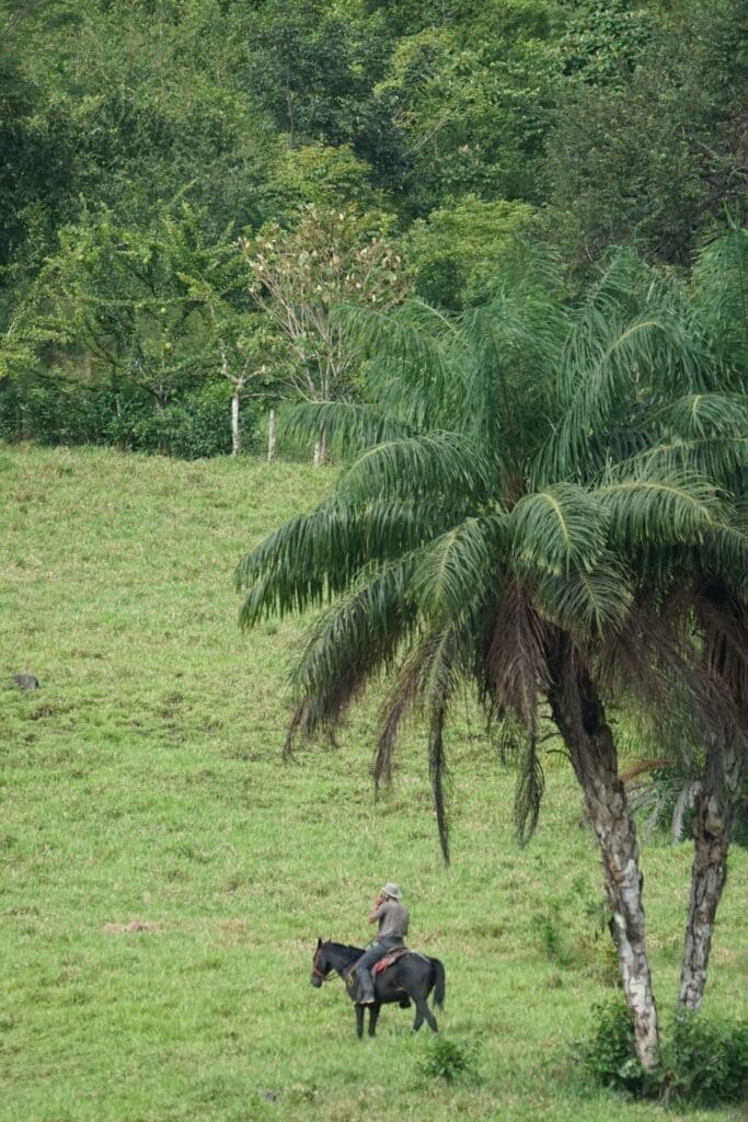 cowboy on his horse osa peninsula