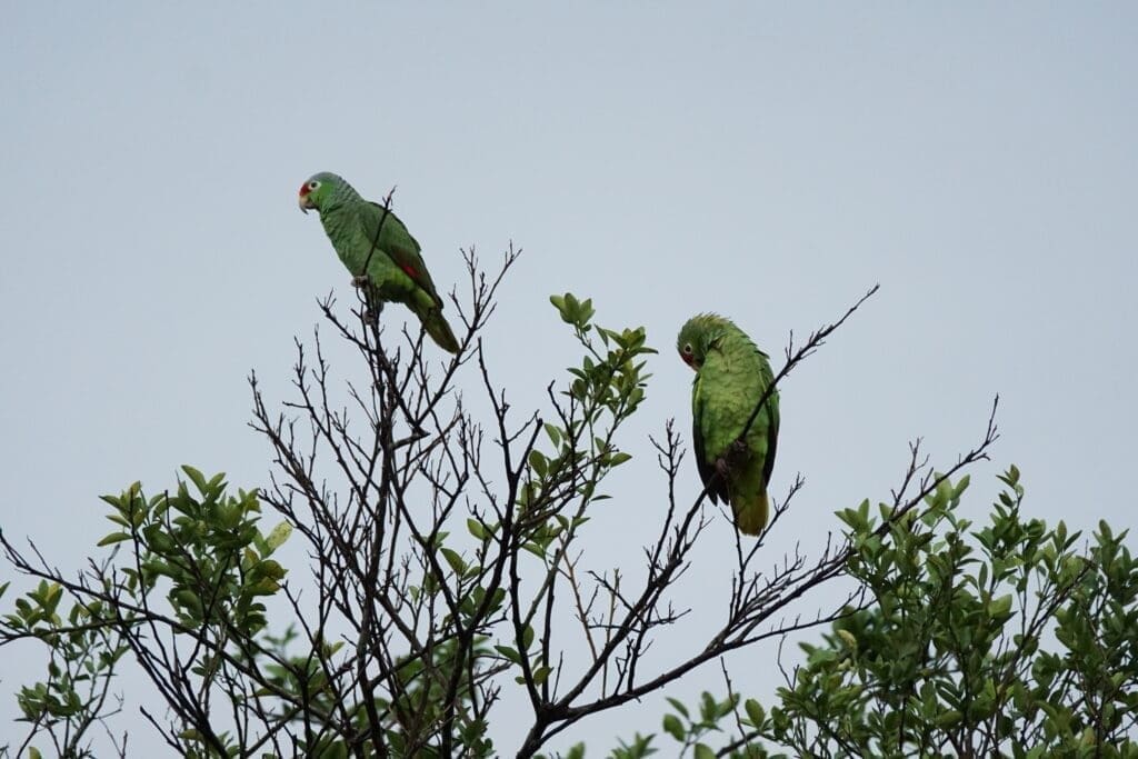 Green amazon parrots  osa peninsula