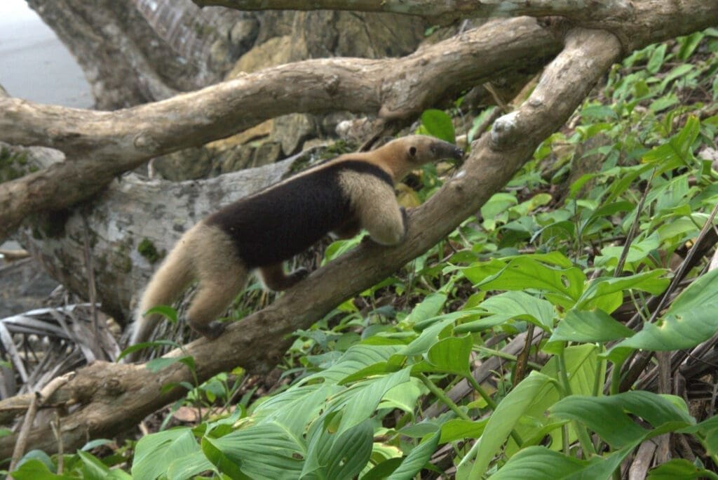 anteater corcovado park osa peninsulas 