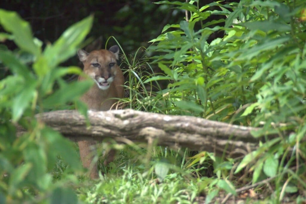 Puma .Corcovado Park . Osa Peninsula .Costa Rica