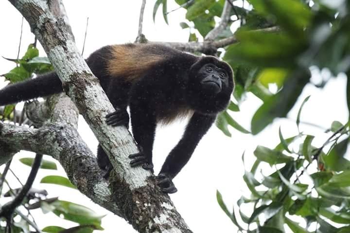 Howler Monkey . Osa Peninsula Costa Rica