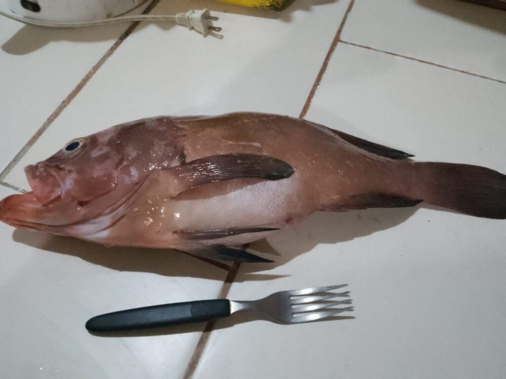 triple tail snapper osa peninsula 