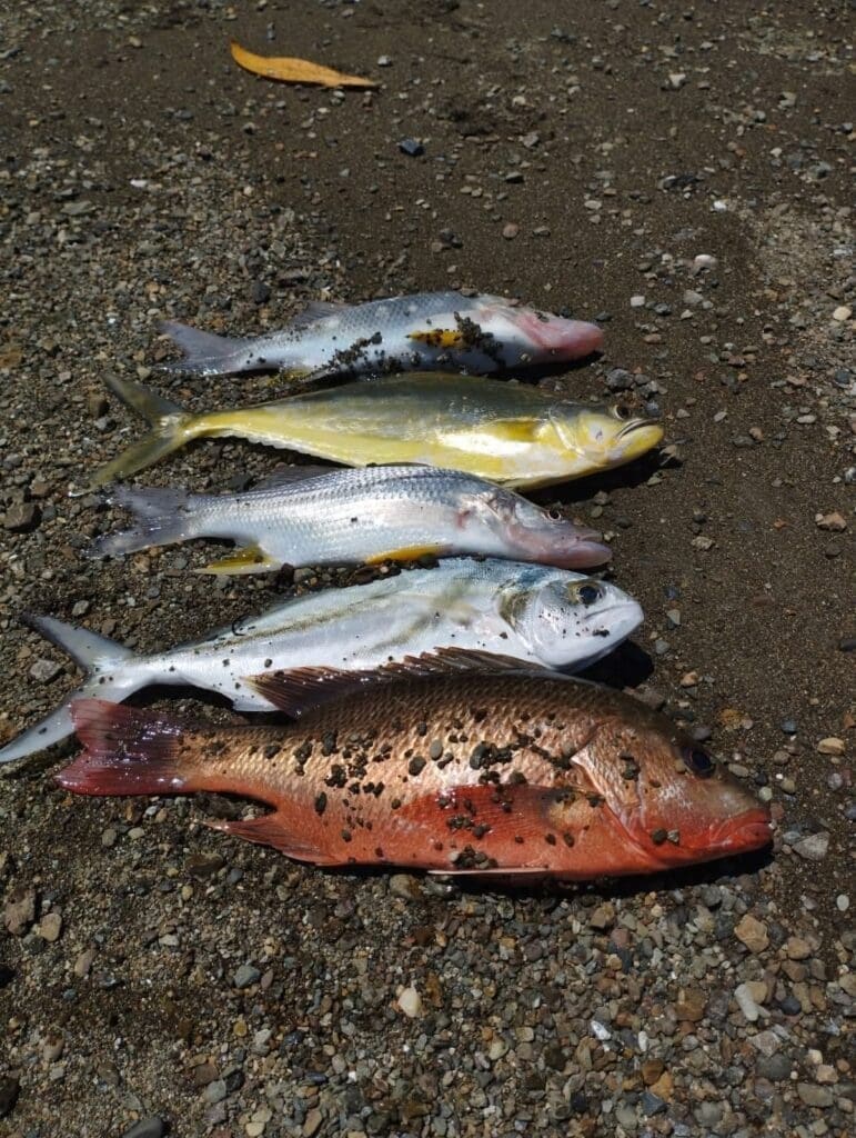snapper and blue runners osa peninsula 