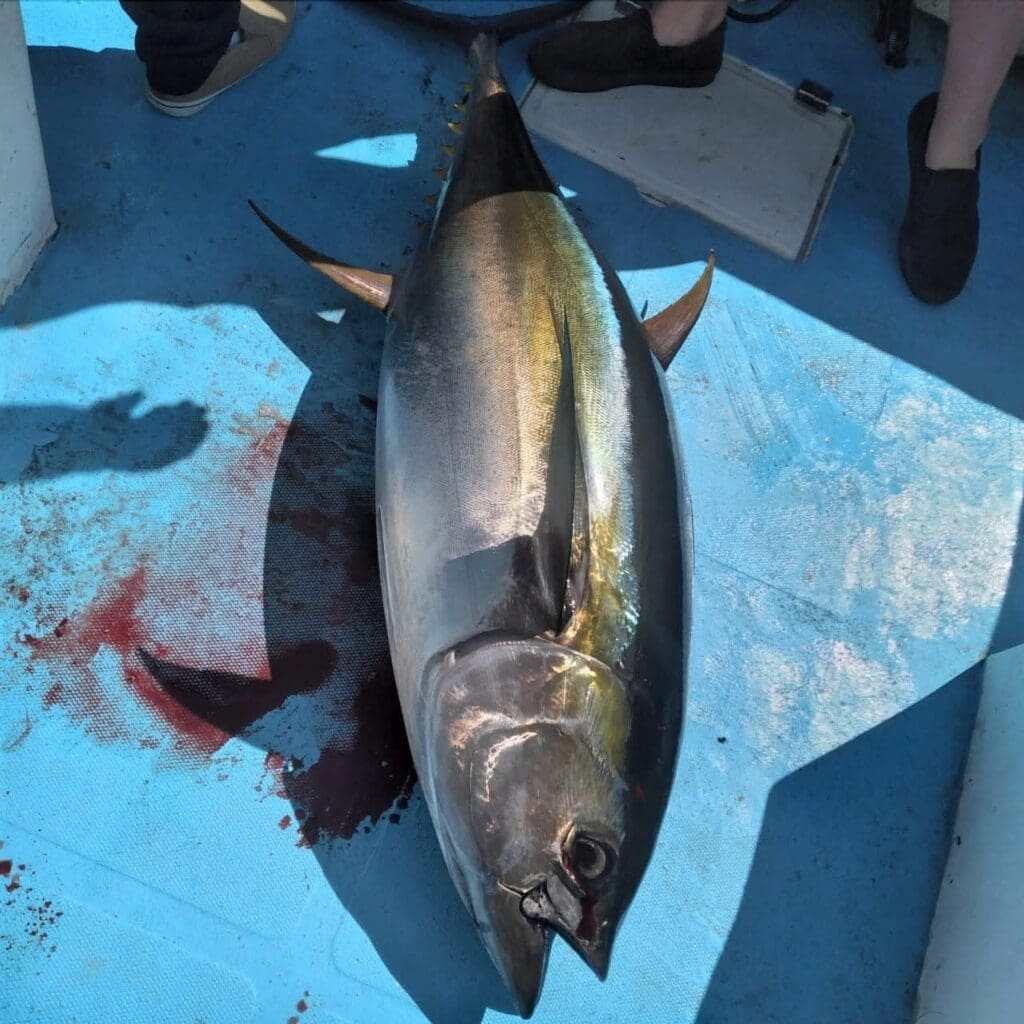yellow fin tuna osa peninsula 