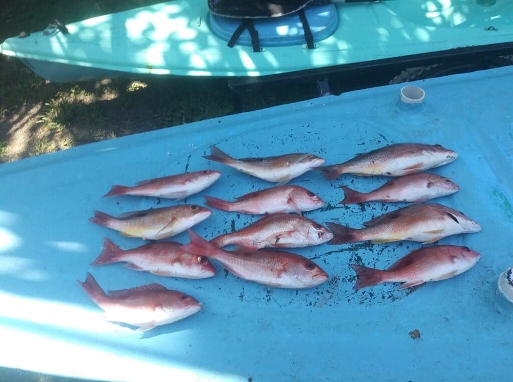 snappers  osa peninsula 