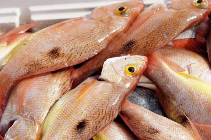 snapper  osa peninsula 