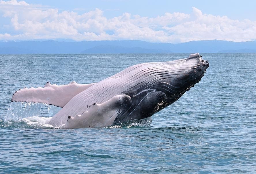 whale breaching osa peninsula
