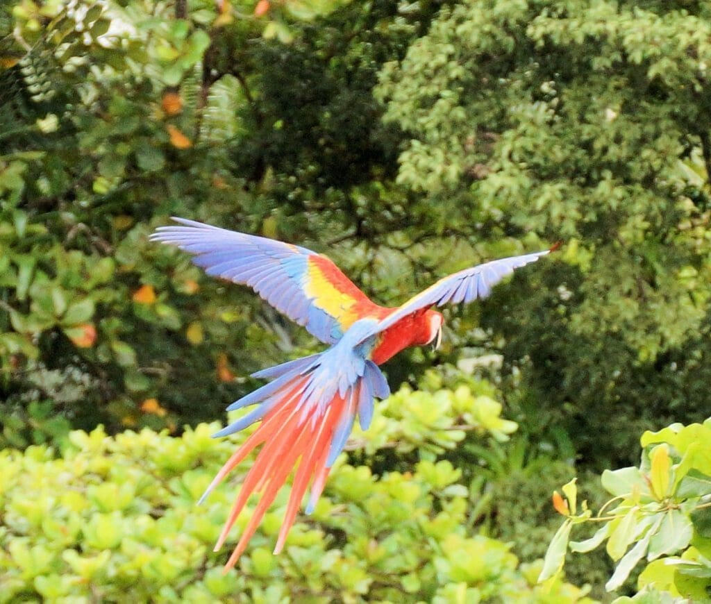 Scarlet Macaw Osa Peninsula