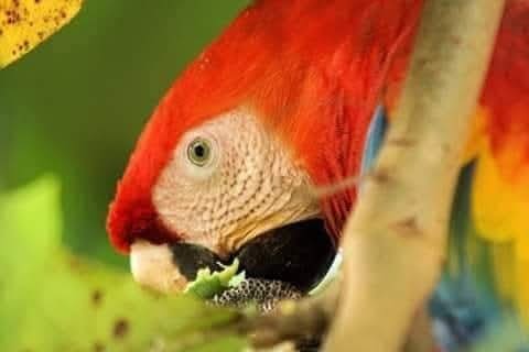 Scarlet Macaw osa peninsula