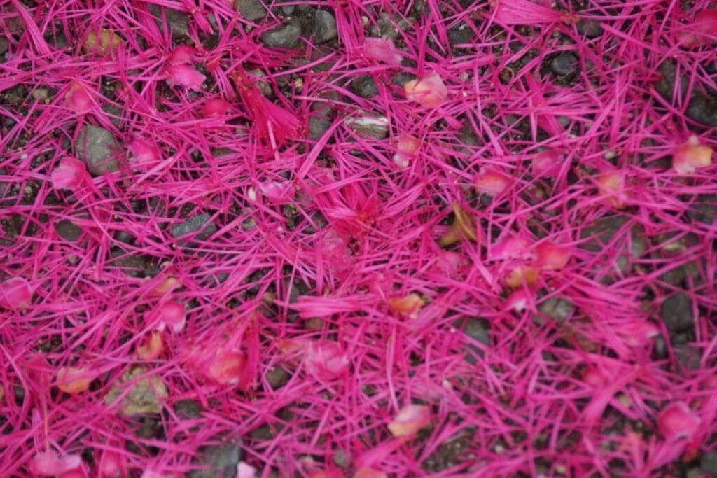flowers of osa peninsula costa rica