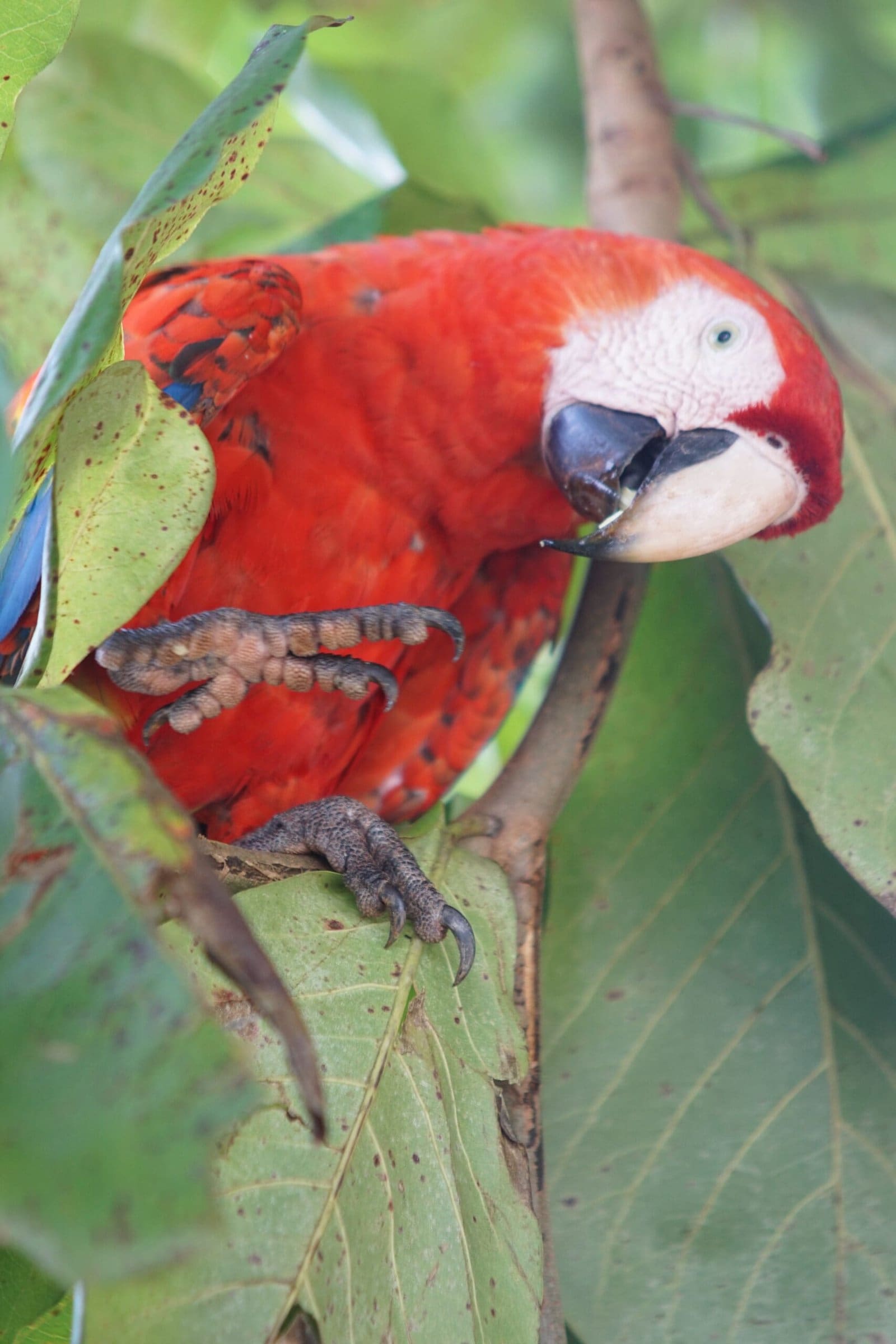 Scarlet macaw osa peninsula
