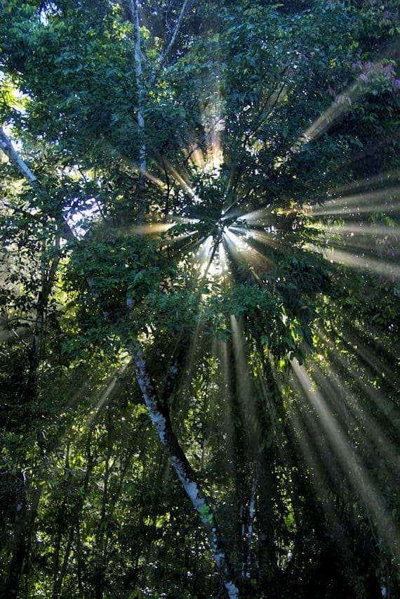 sun rays though tree osa penisula 