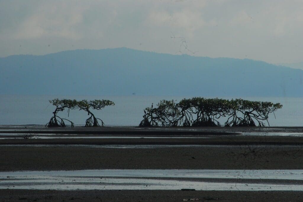 mangrove's  osa penisula 