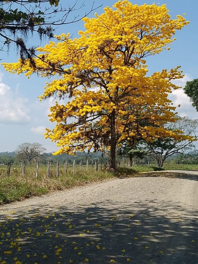 cortezamarillo tree in bloom