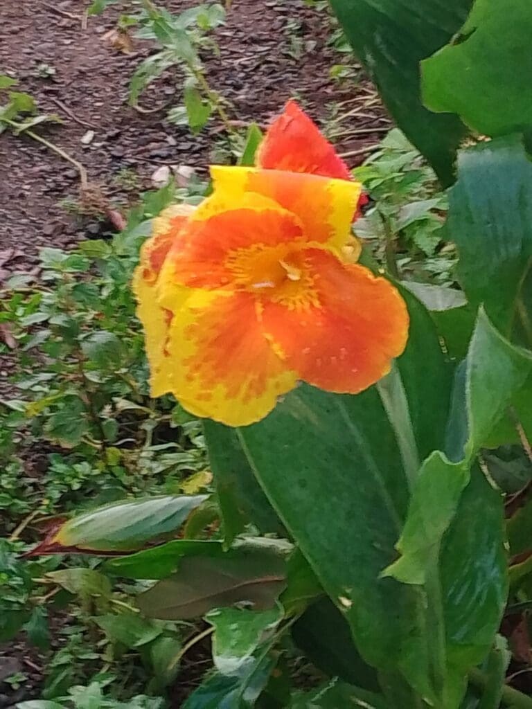 flowers of osa peninsula