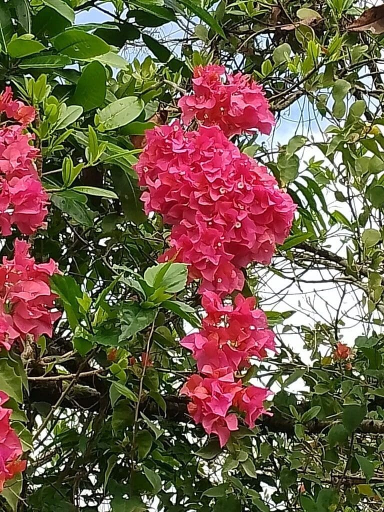 flowers of osa peninsula