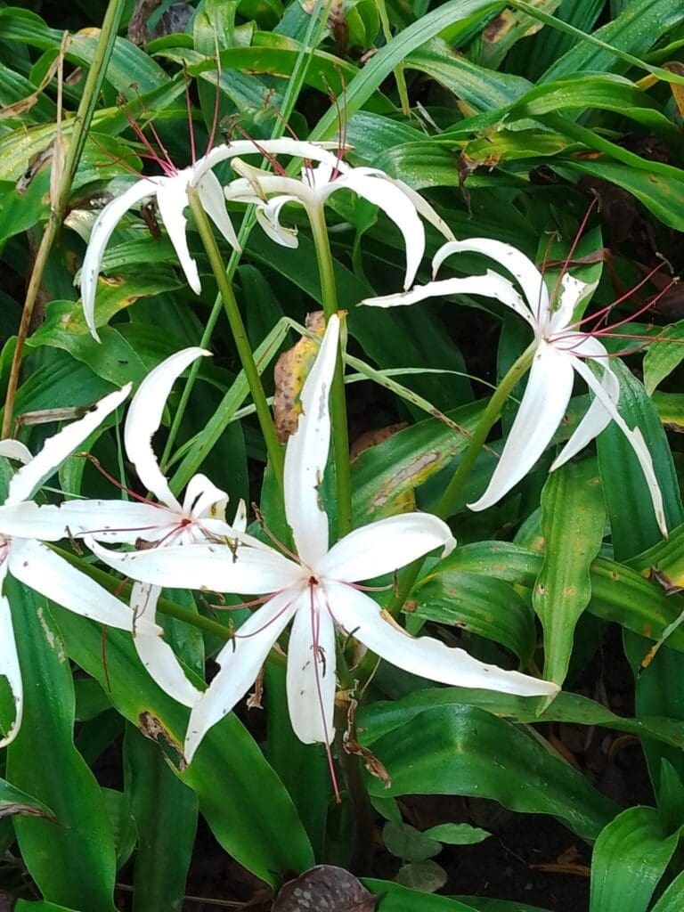flowers of osa peninsula