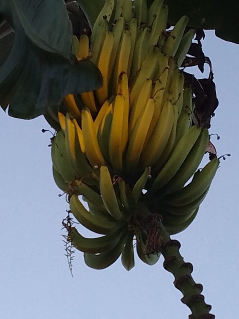 ripe bananas osa peninsula costa rica