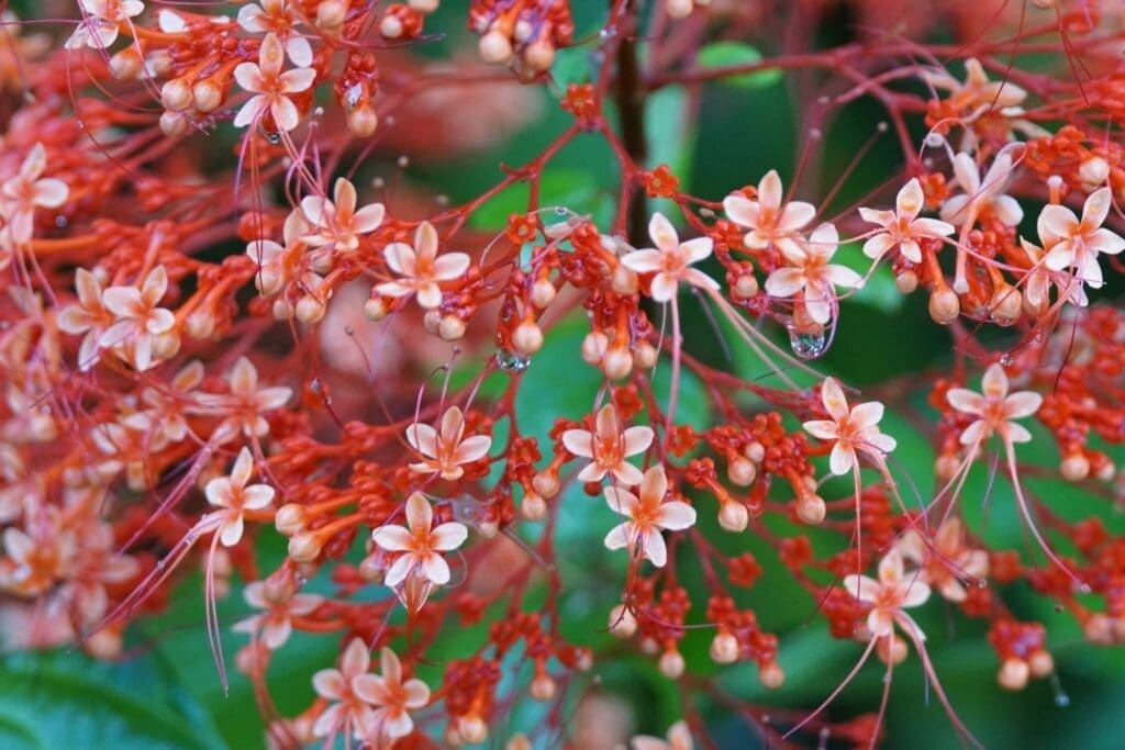 flowers of osa peninsula