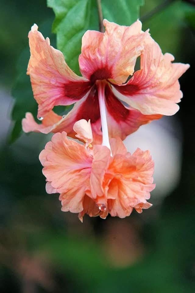 flowers of osa peninsula