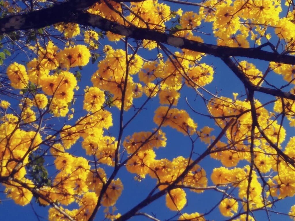 flowers of osa peninsula