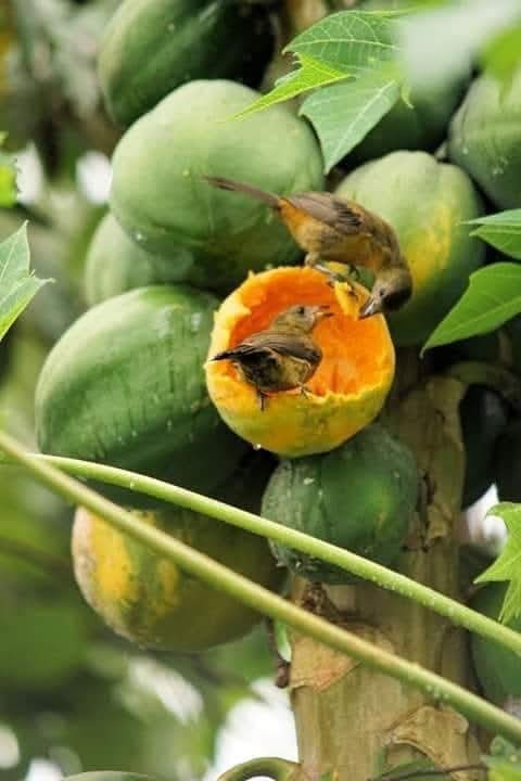 Birds eating papayas osa peninsula Costa rica