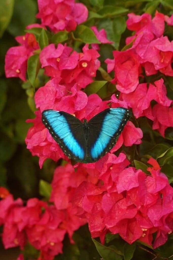 Blue morpho Osa peninsula Costa rica
