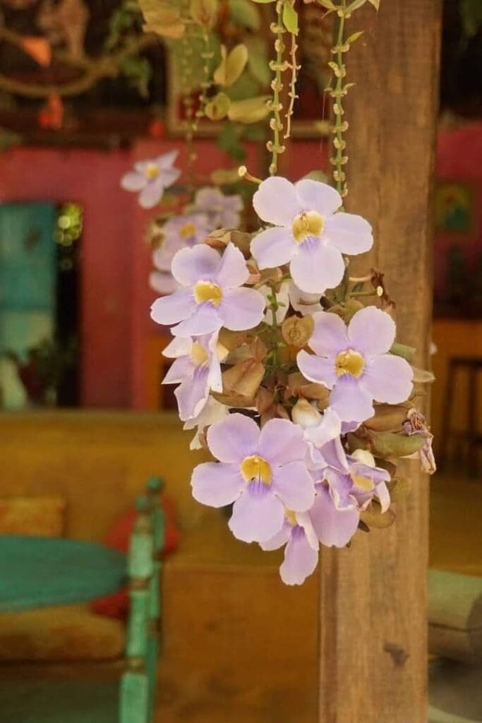 flowers of osa peninsula