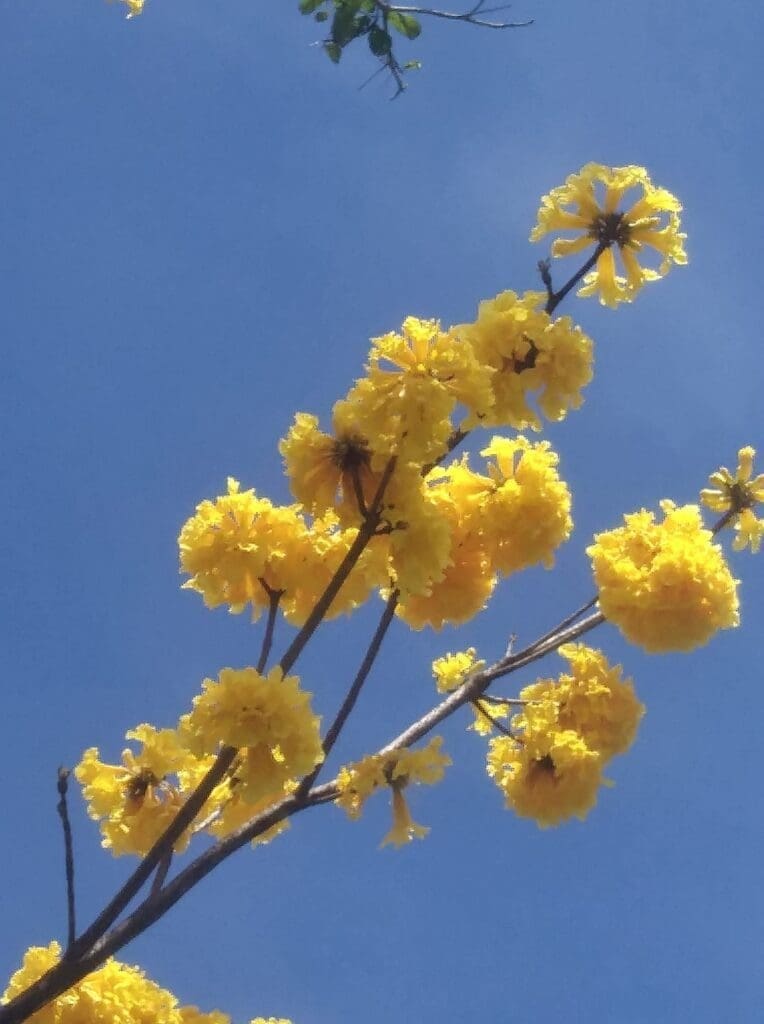 flowers of osa peninsula