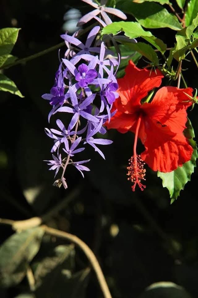 flowers of osa peninsula
