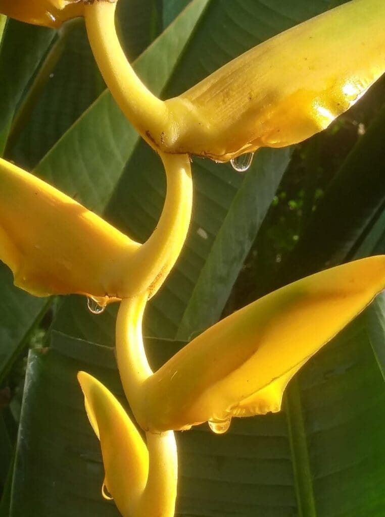 flowers of osa peninsula