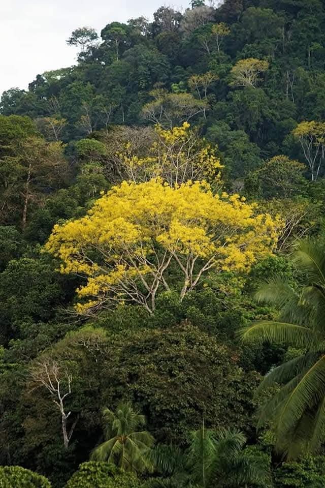 cortez amariloo tree in bloom