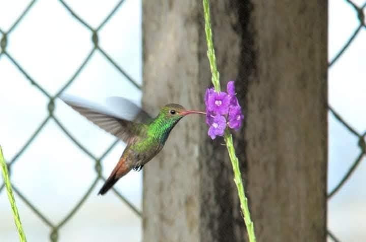 humming bird osa peninsula 