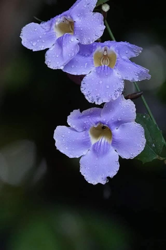 flowers of osa peninsula