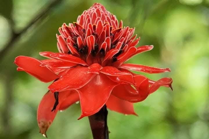 Folwers of osa peninsula
