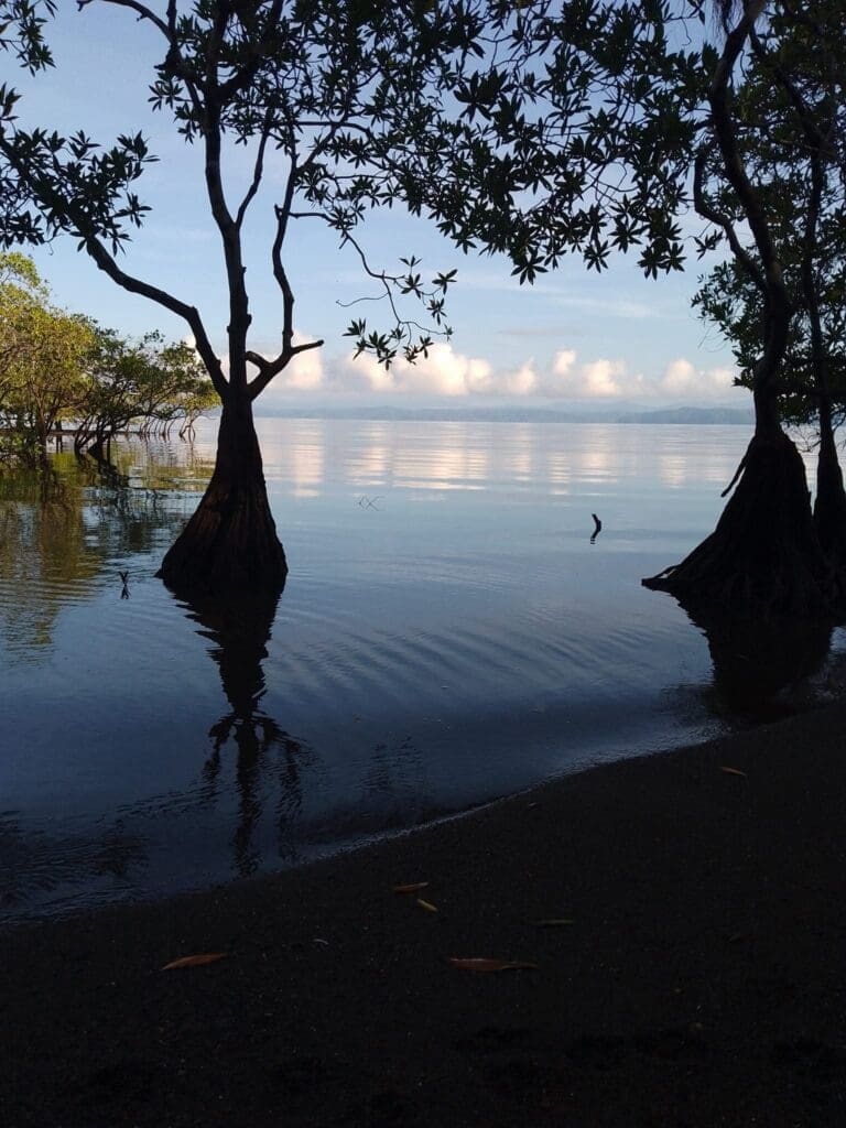 mangroves Sandalo beach osa peninsula 