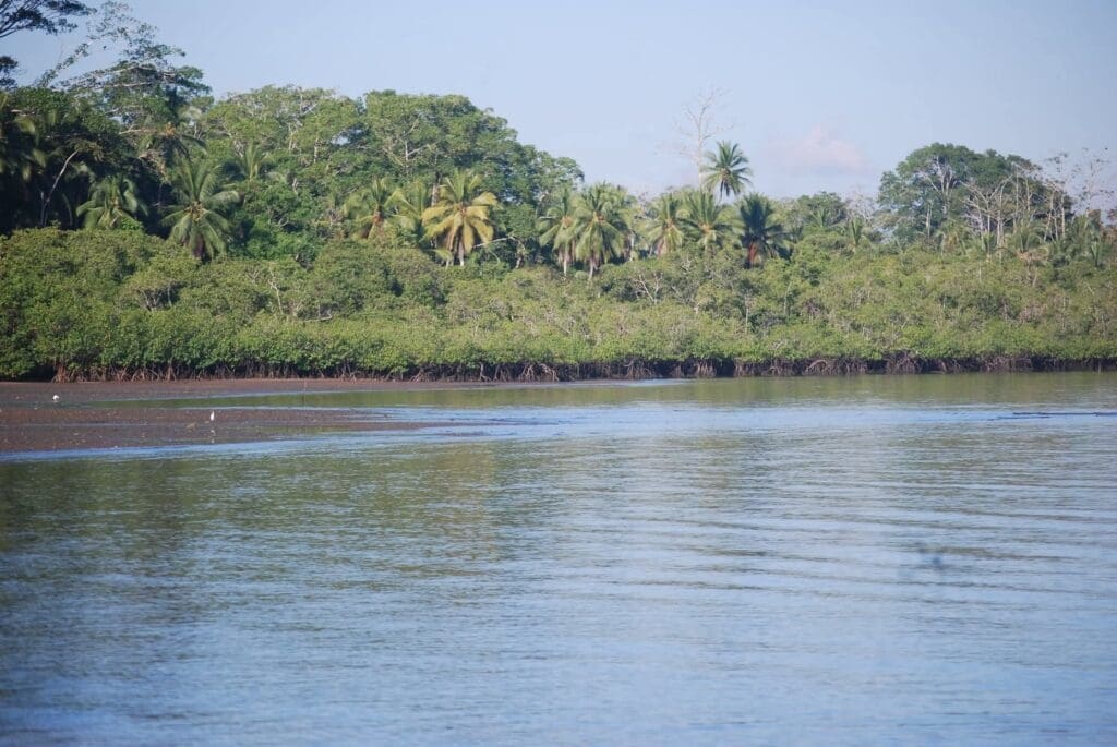 mangrove's  Sandalo beach osa peninsula
