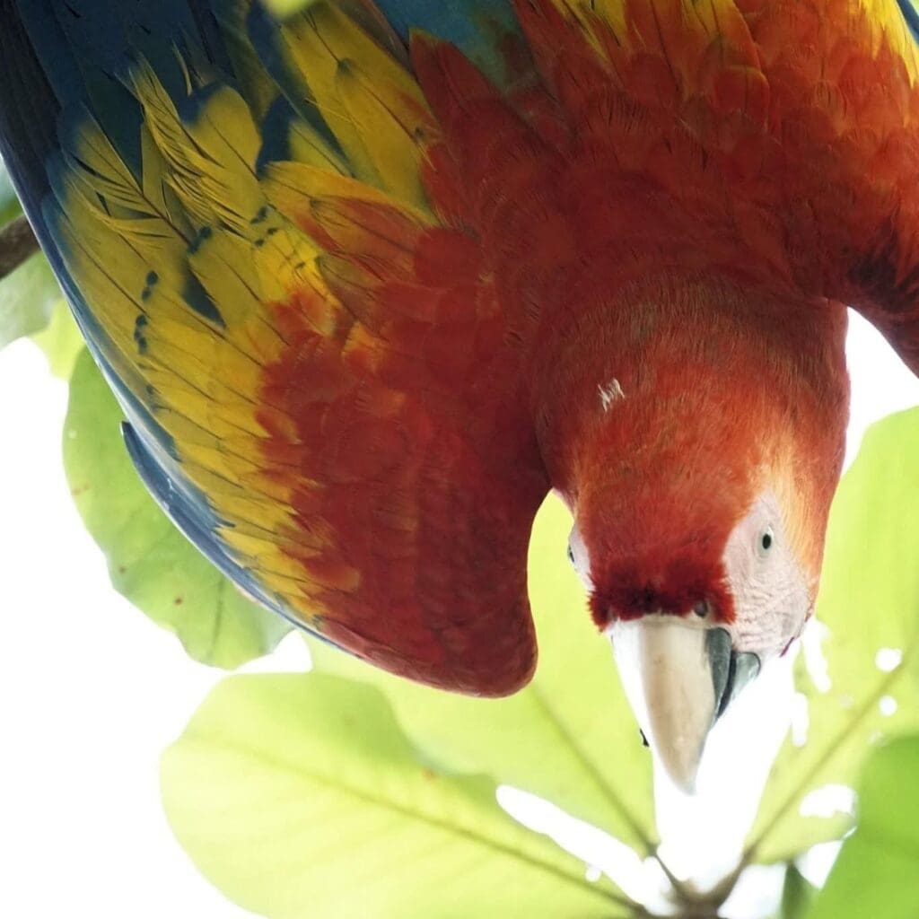 Scarlet Macaw Osa Peninsula Costa Rica 