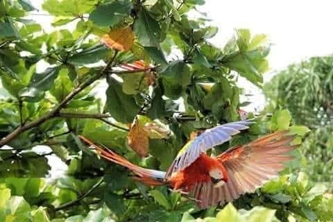 scarlet macaw corcovado park osa peninsula