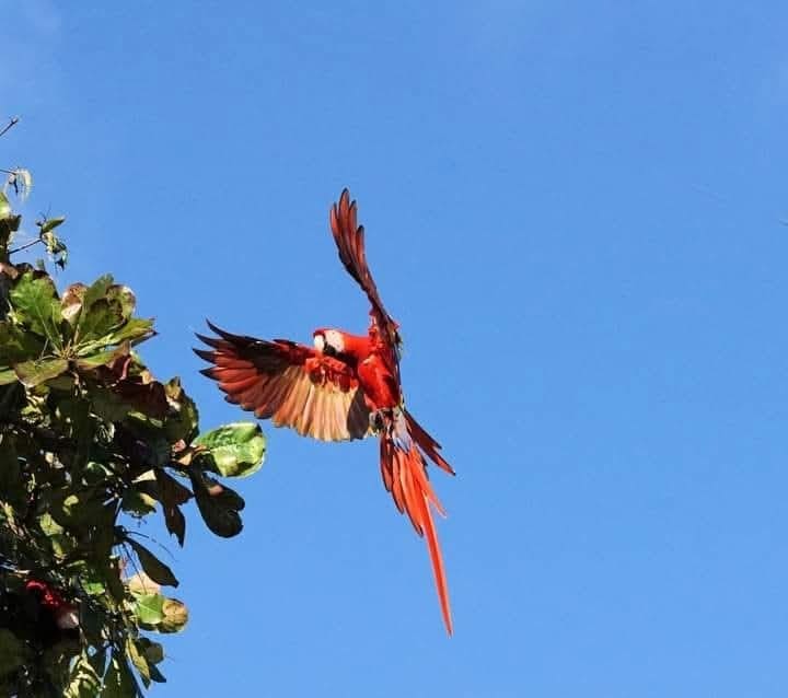 Scarlet Macaw Corcovado Park osa peninsula 