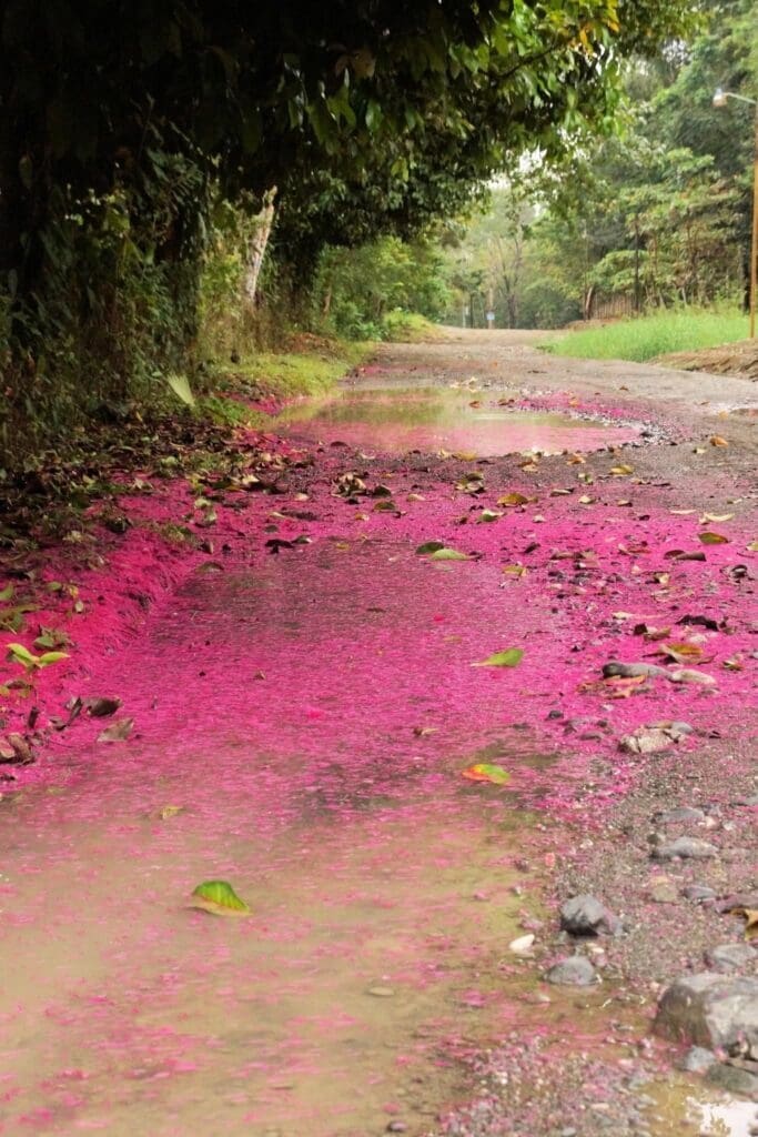 Pura Vida at the end of the road