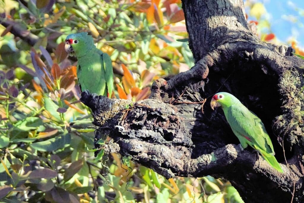 Amazon parrots Osa Peninsula