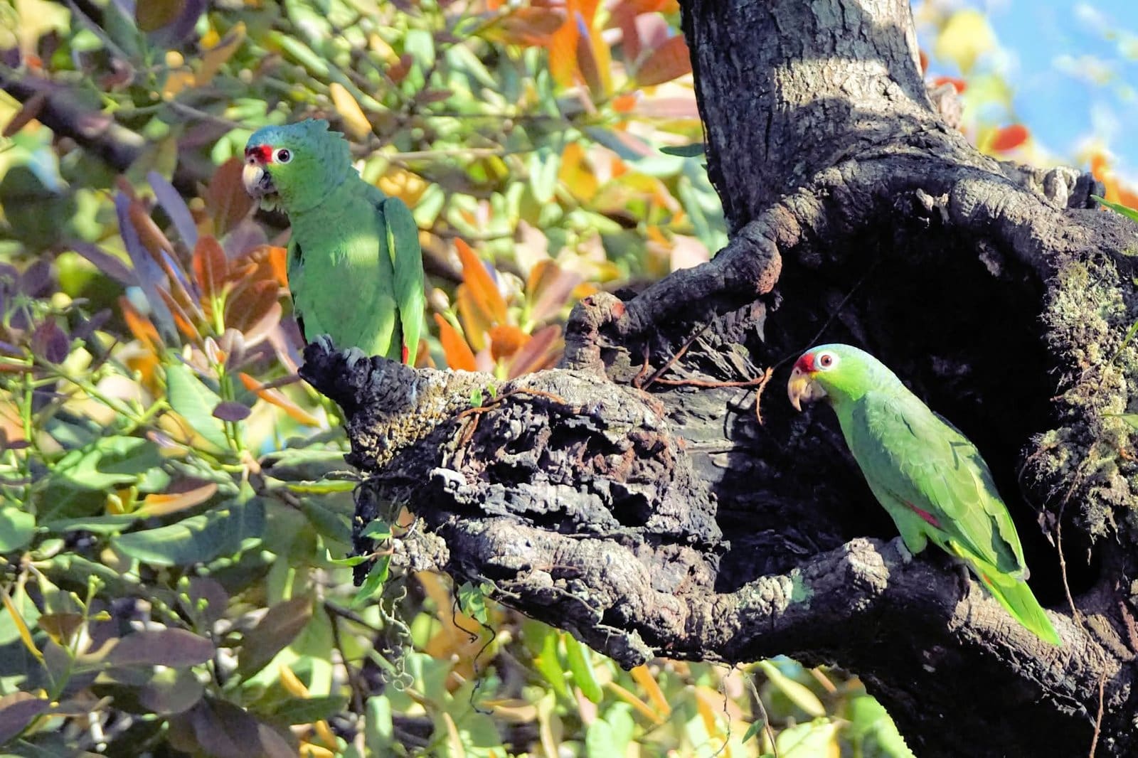 Green-headed Amazon parrots corcovado park osa peninsula