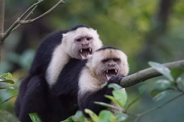 white face monkeys corcoavdo park osa peninsula