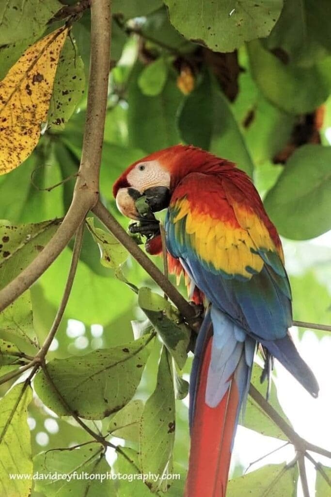 Scarlet Macaw corcovado park osa peninsula